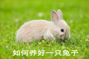 如何养好一只兔子